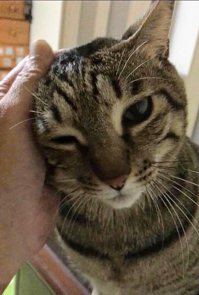 アニマルコミュニケーション
