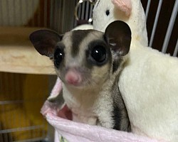 モモンガ