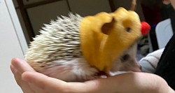 ハリネズミ