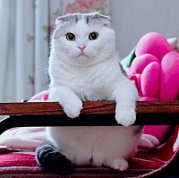 ネコ