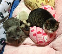 ネコ