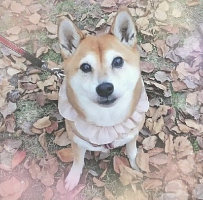 イヌ
